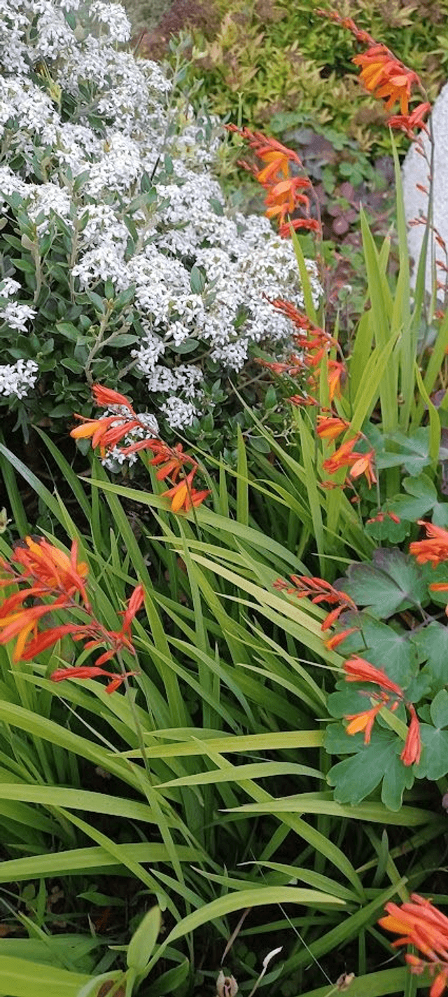 Crocosmia small organge
