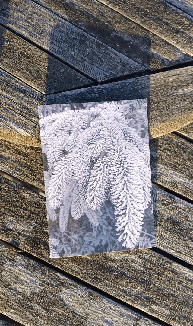 Frost 2