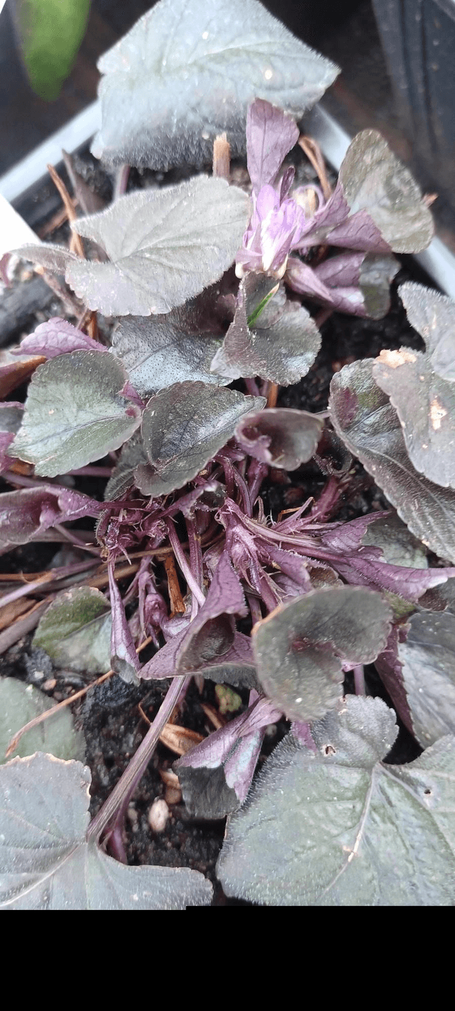 Viola labradonica