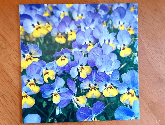 Viola