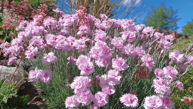 Dianthus caryophyllus pink