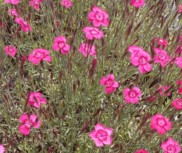 Dianthus deltoides Flashing Light