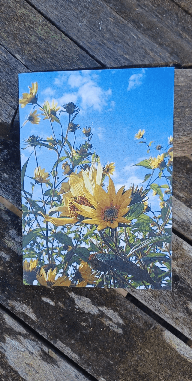 Helianthus