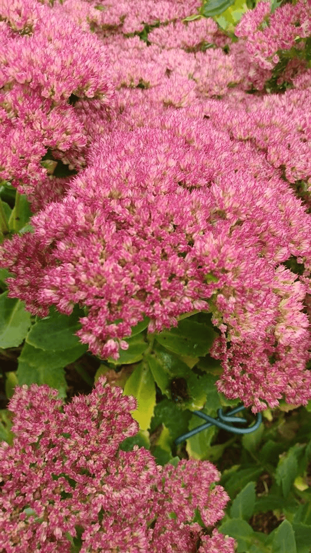 Sedum spectabile