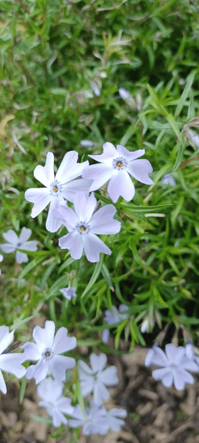Phlox subulata pale blue