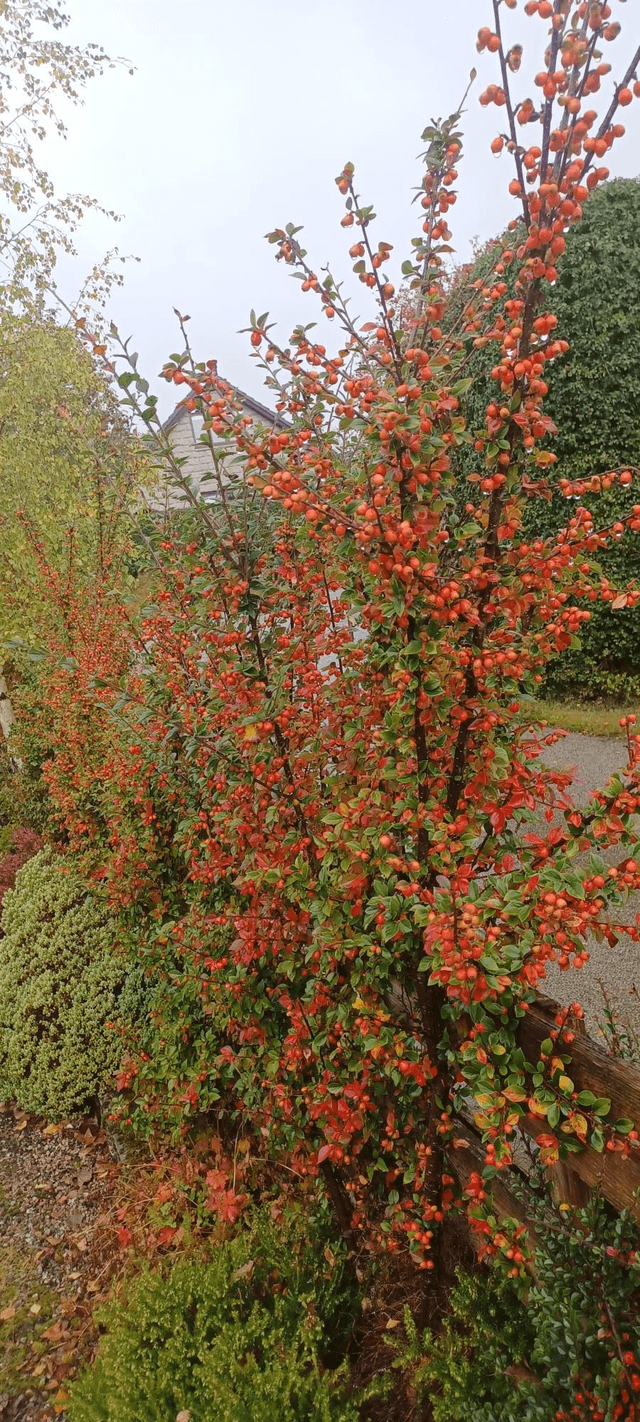 Cotoneaster simonsii