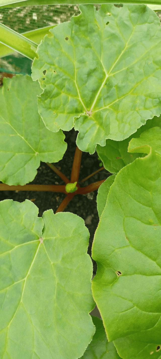 Rhubarb Victoria