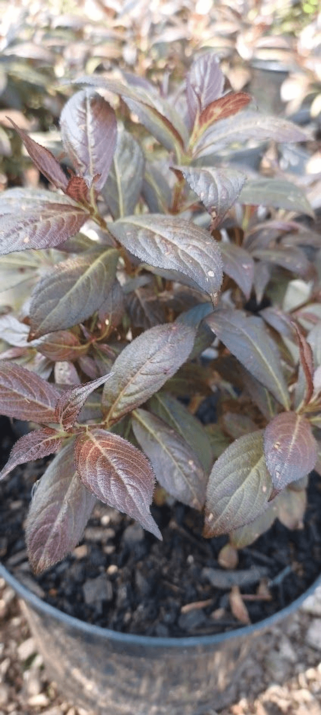 Weigela florida Minor Black
