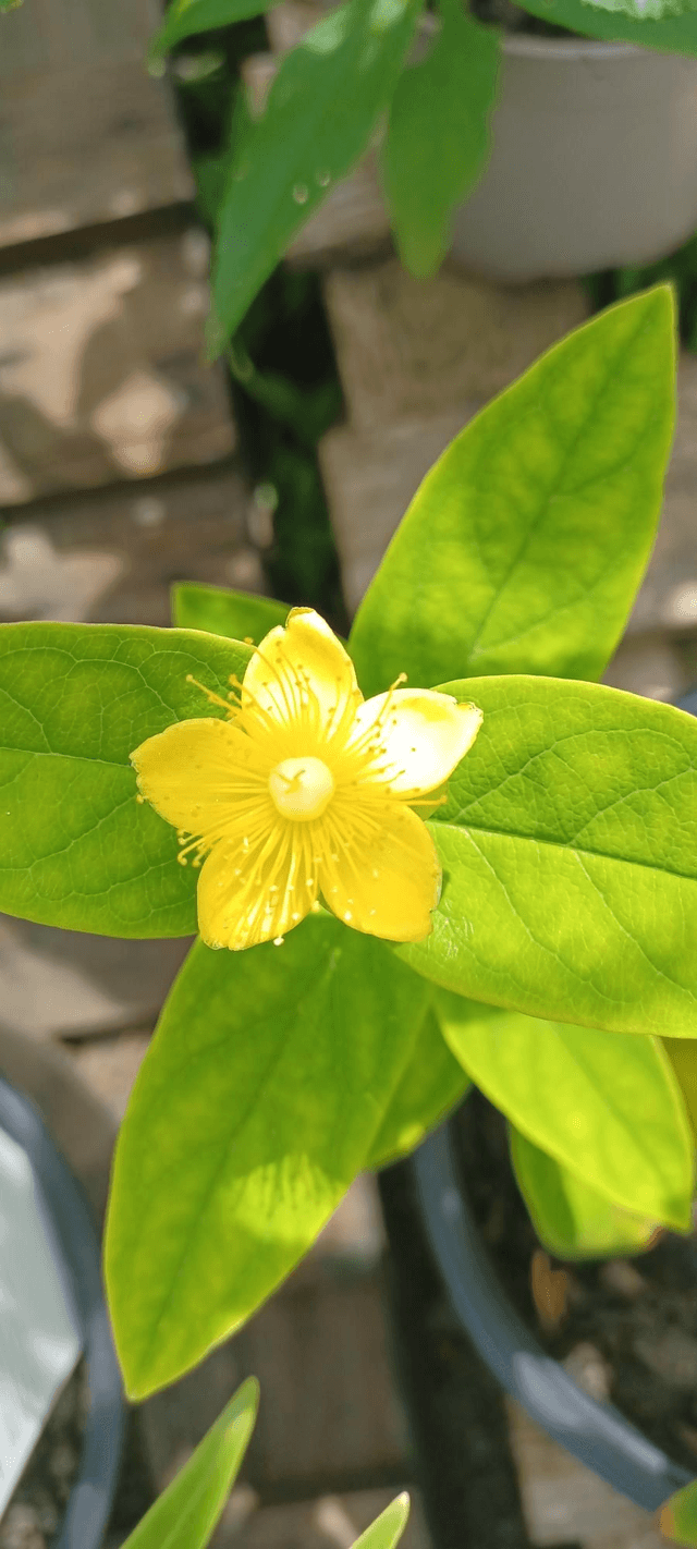 St John&#039;s Wort