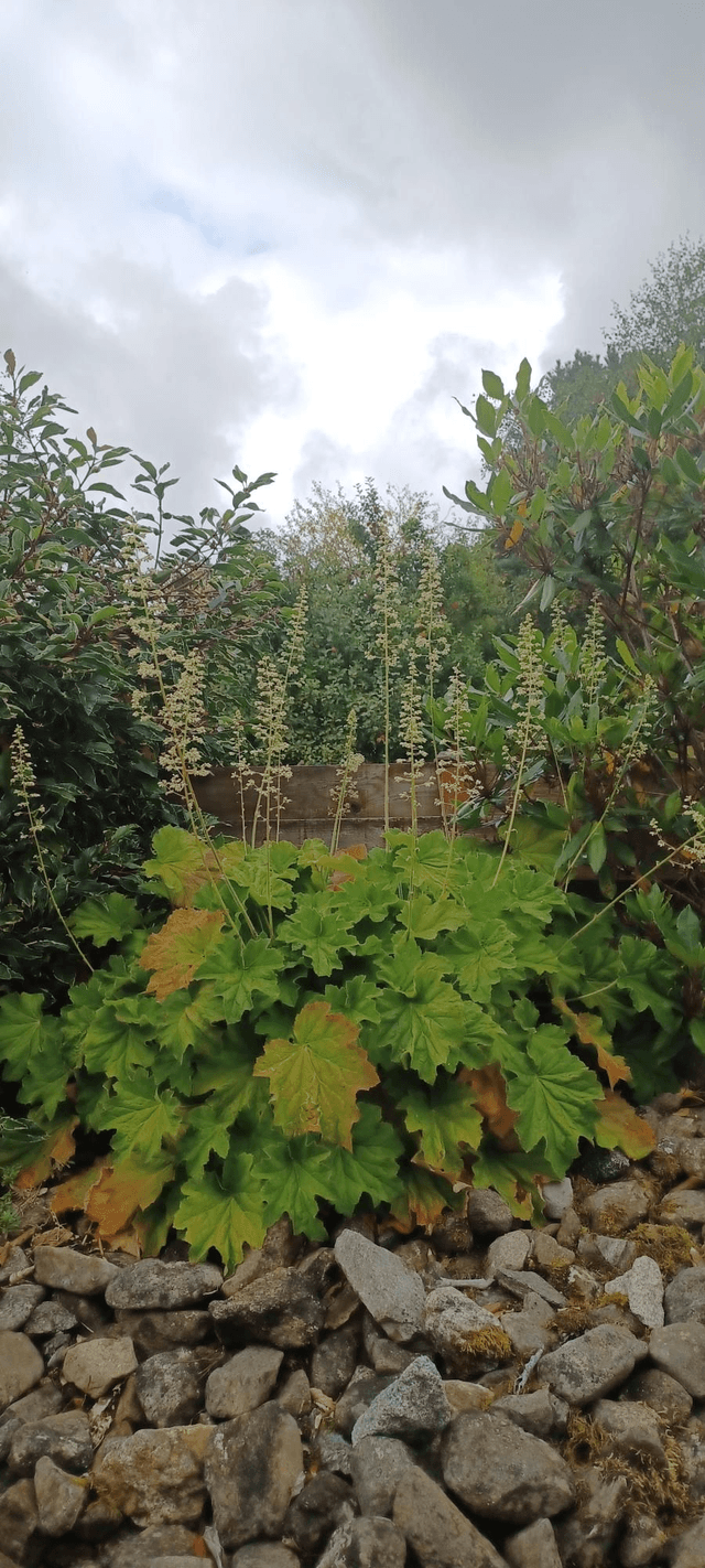 Heuchera Lime