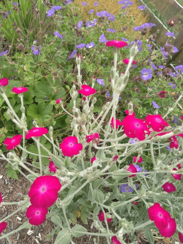 Lychnis coronaria