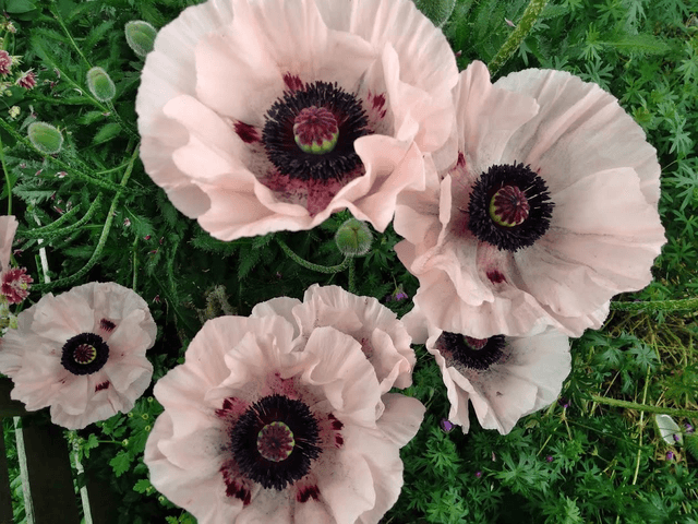 Papaver orientale pink