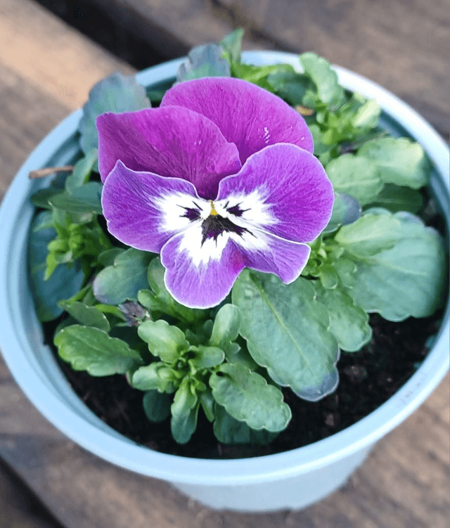 Viola mixed