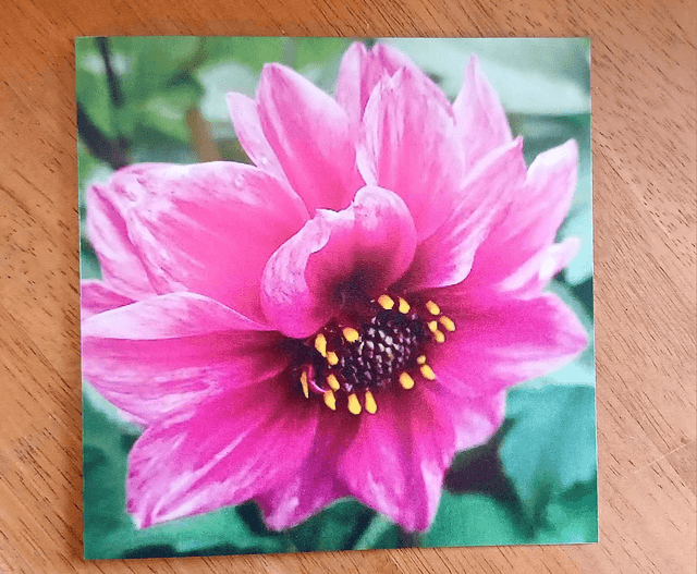 Dahlia Diablo