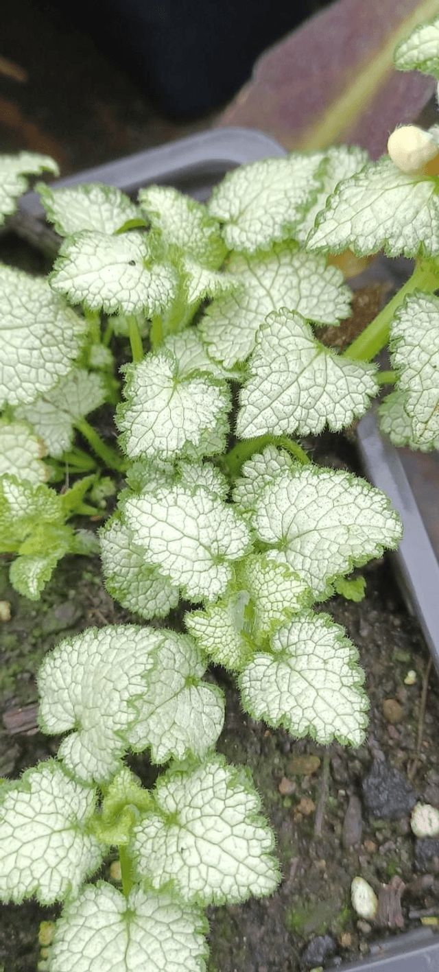 Lamium White Nancy
