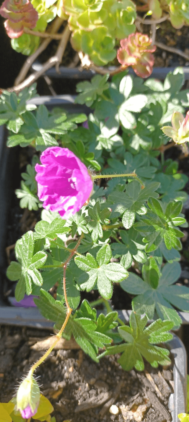 Geranium sanguinium pink