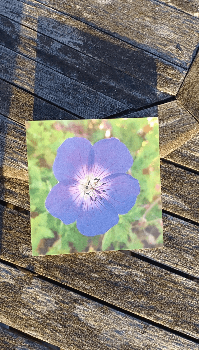 Geranium