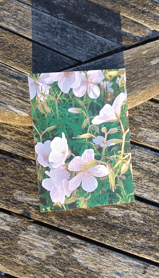 White Geranium