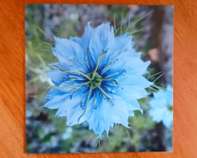 Nigella