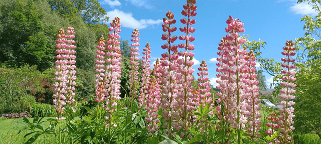 Lupin