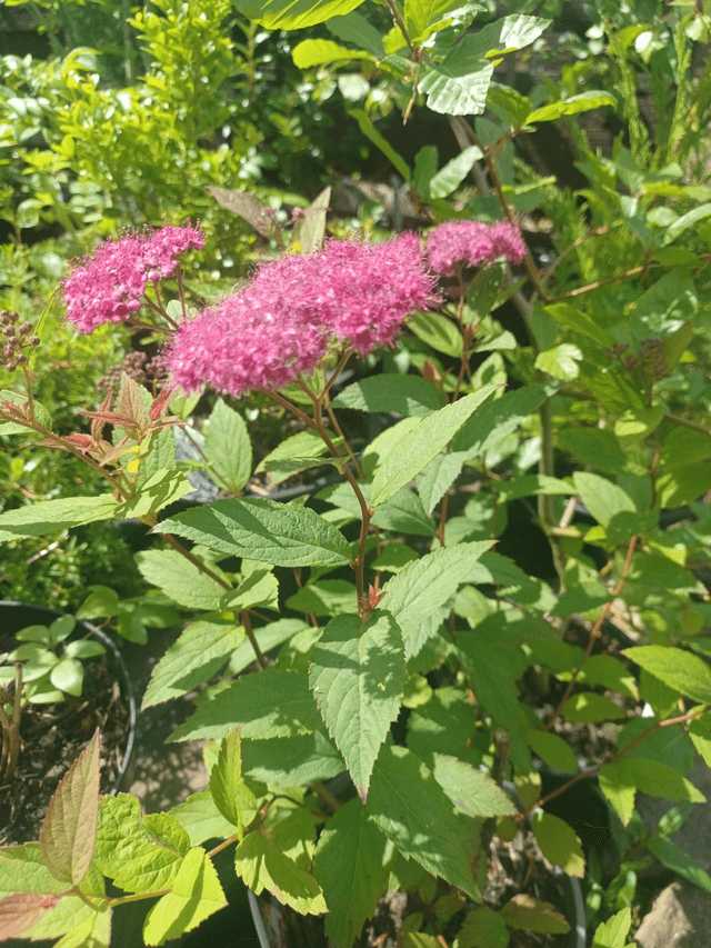 Spirea Pink