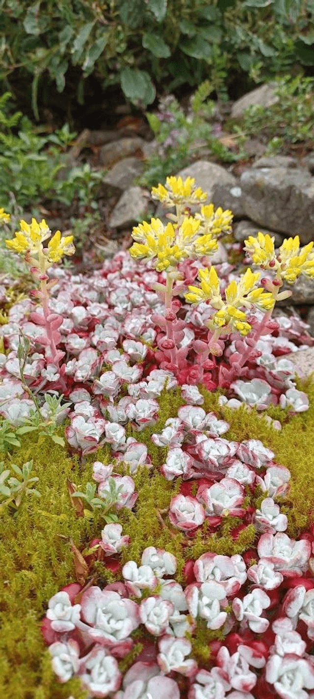 Sedum spathifolium