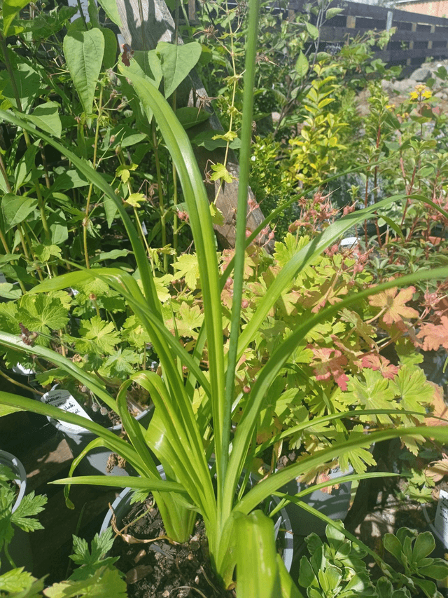 Hemerocallis (Day Lilly)