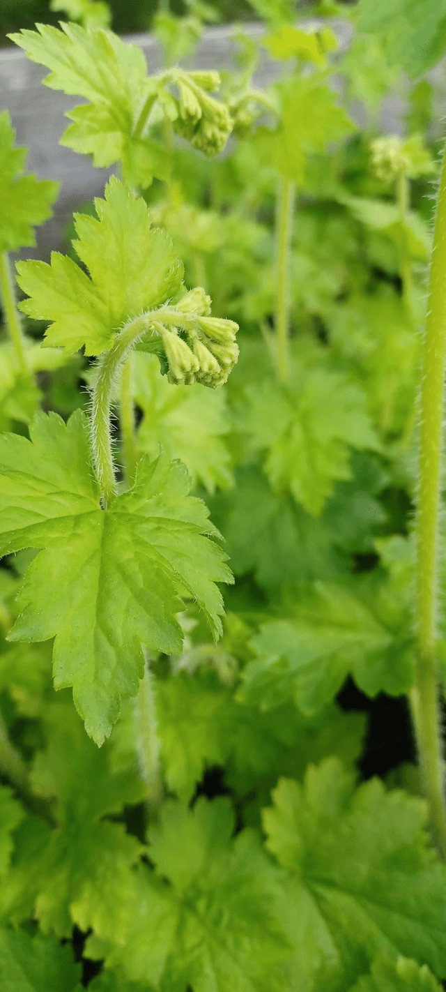 Heucherella cream