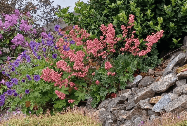 Heuchera sanguinea pink