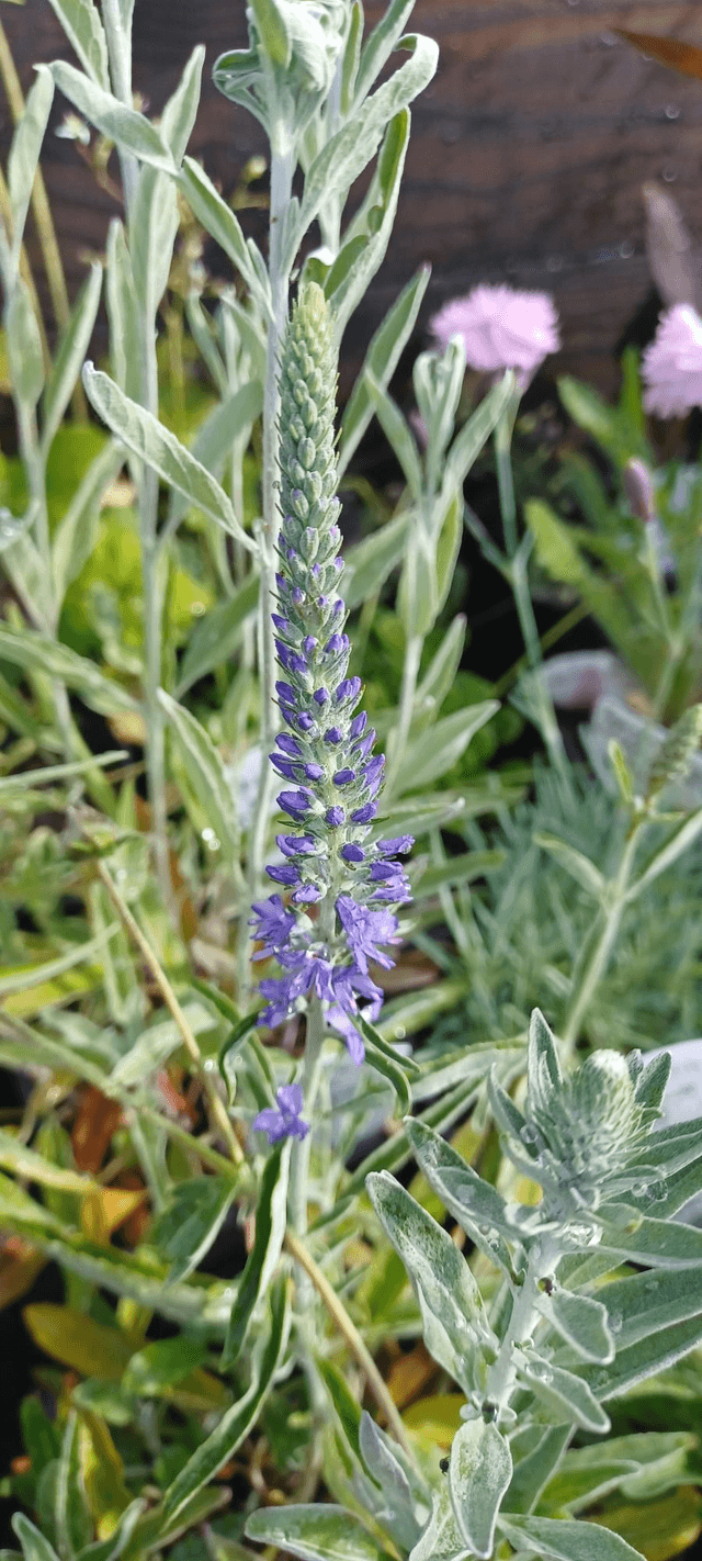 Veronica incana
