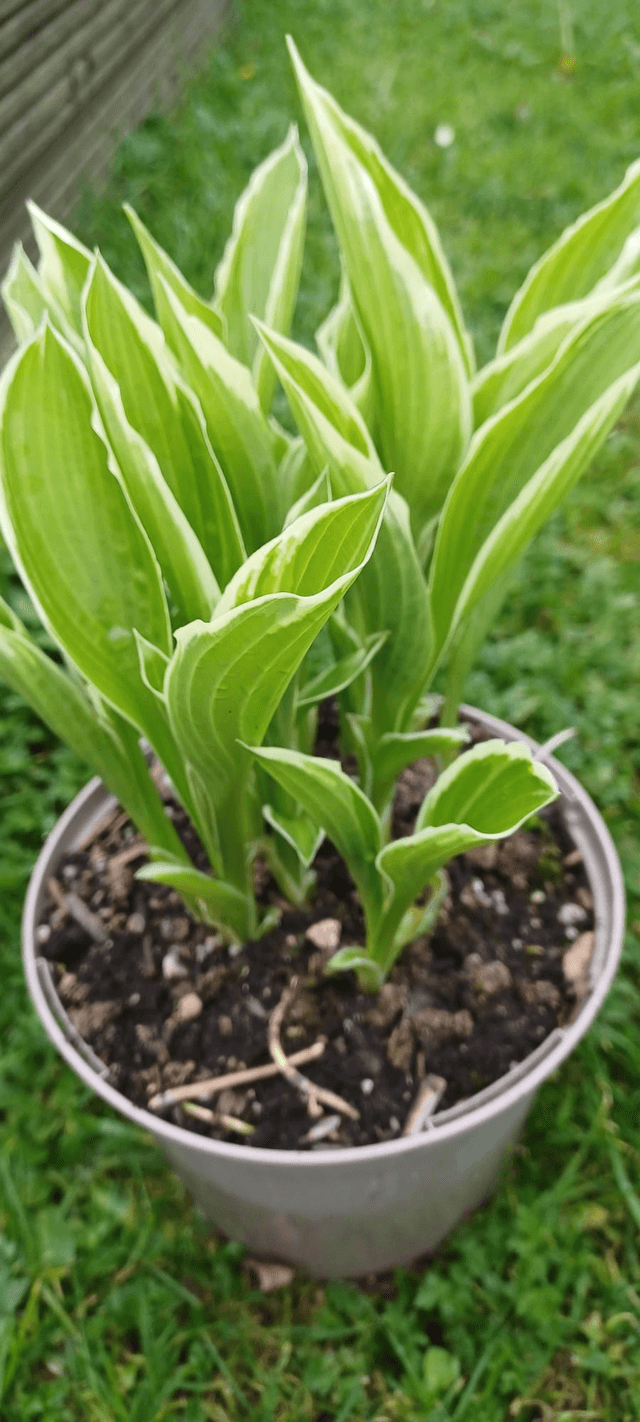 Hosta variegated