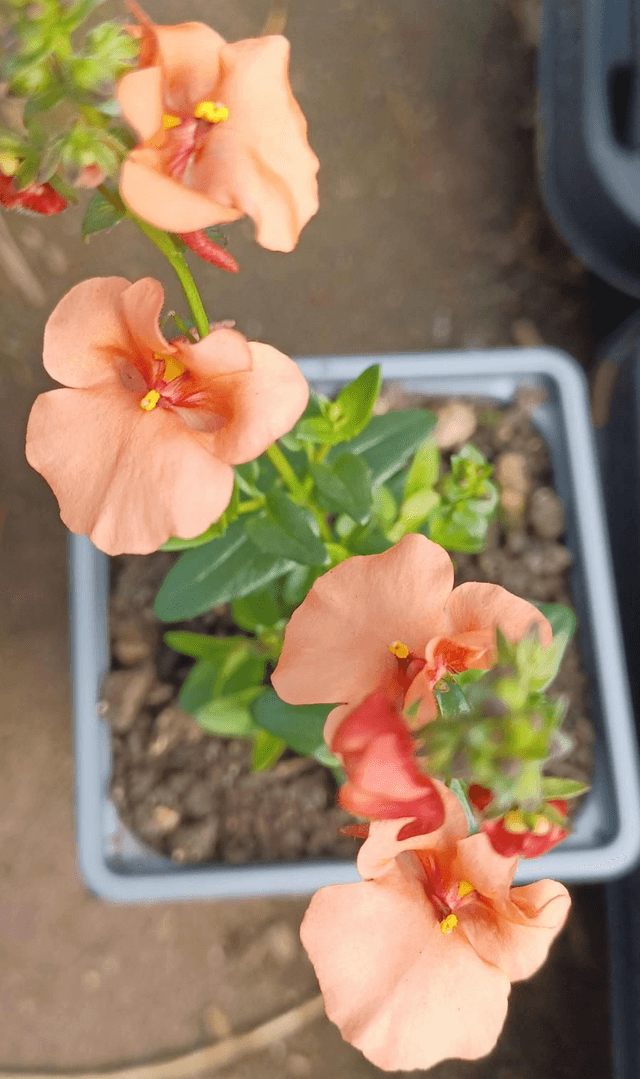 Diascia Breezee Plus Orange