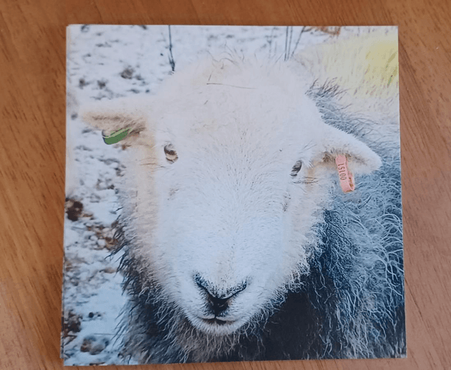 Dot the Herdwick