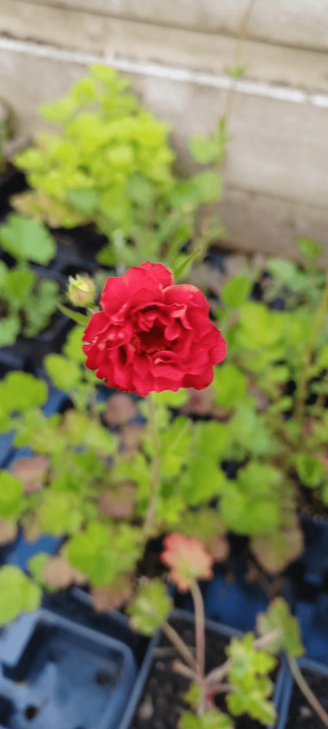 Geum Mrs Bradshaw