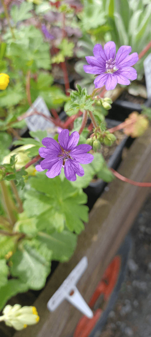Geranium pyrenaicum