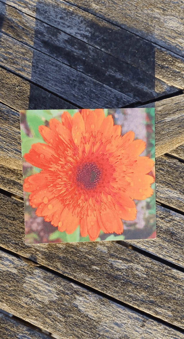 Calendula