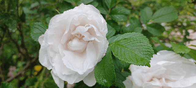 Rosa rugosa double white