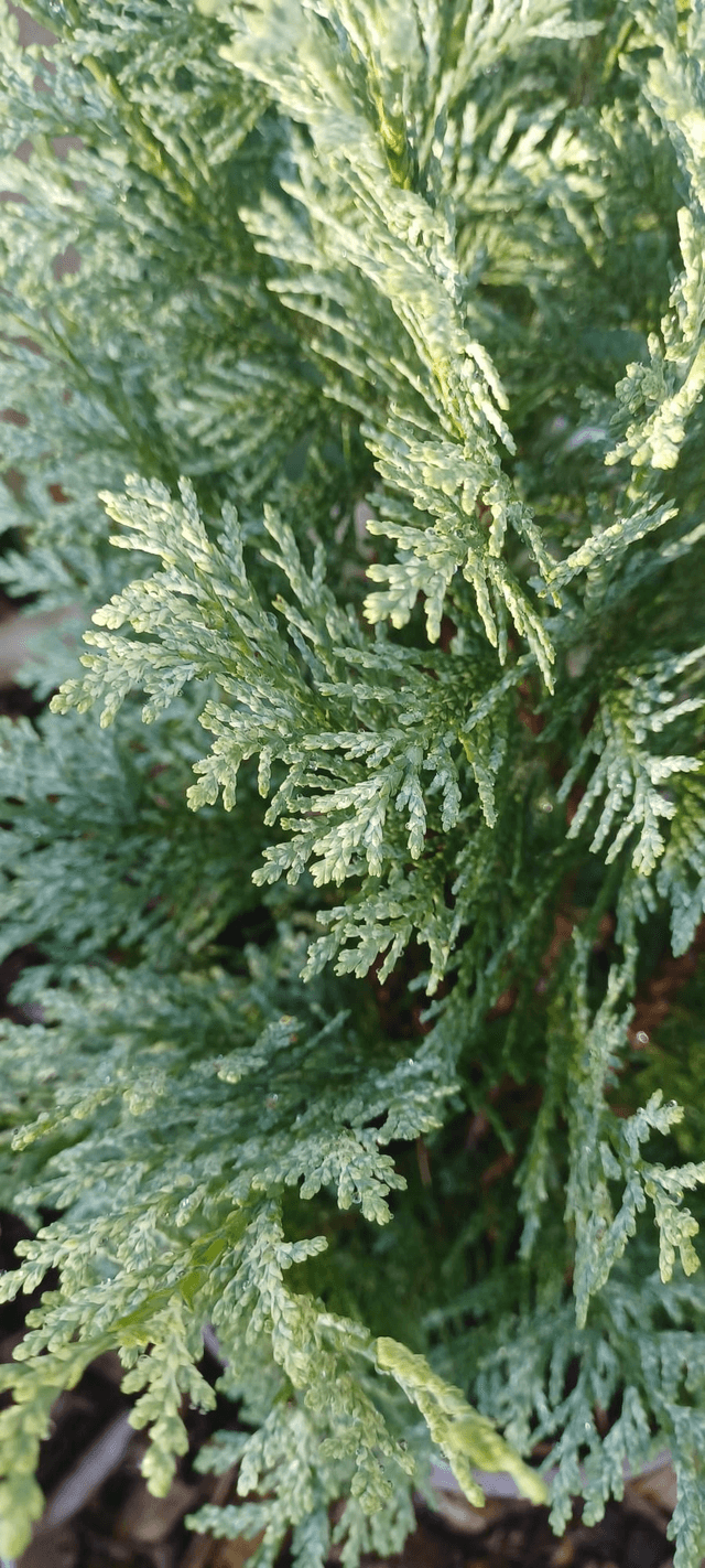 Chamaecyparis lawsoniana White Spot